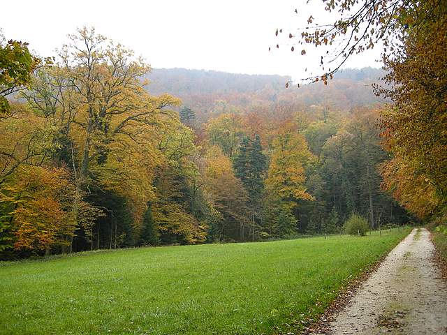 La grande siccita''....ma qui i funghi spuntano lo stesso !